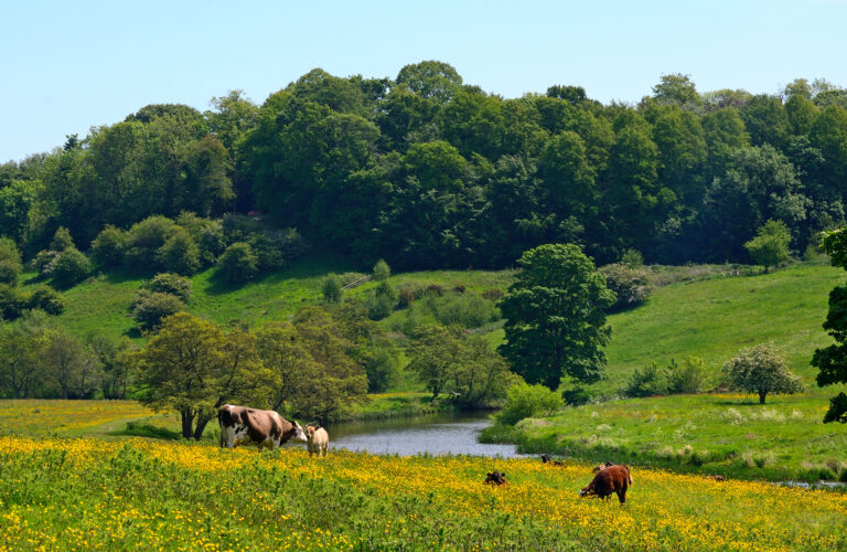 Take a Dip: Swimming Hole Memories